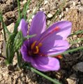 Saffron plant