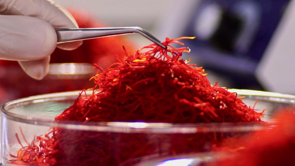 exporter of saffron in Iran